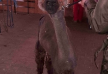 Kinder-Laju-2015-040